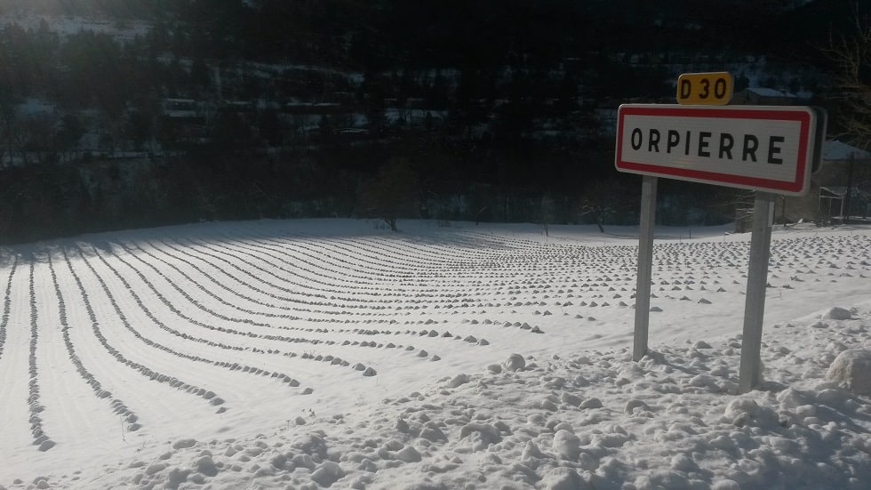 Lavande neige Orpierre