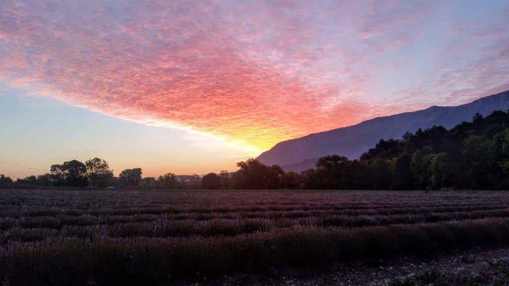 Coucher de soleil sur champ de lavande