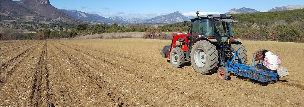 Plantation lavande orpierre