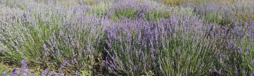 Lavande en fleur Orpierre