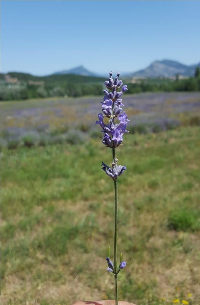 Lavande en fleur Baronnies