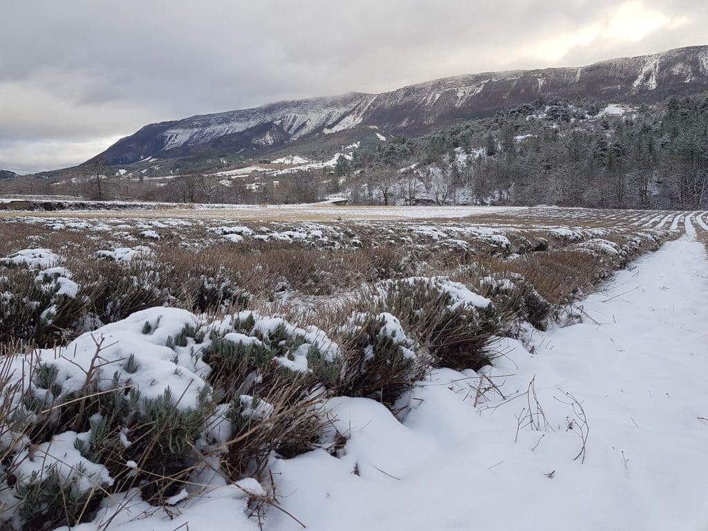 Lavande neige Orpierre