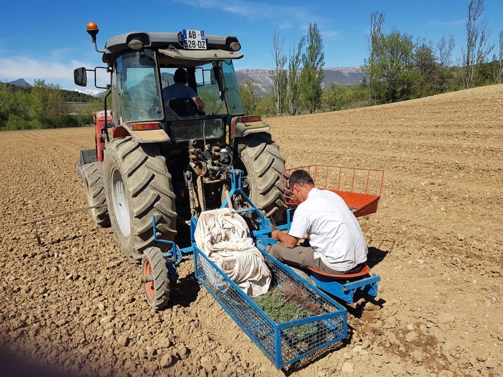 Plantation lavande Orpierre
