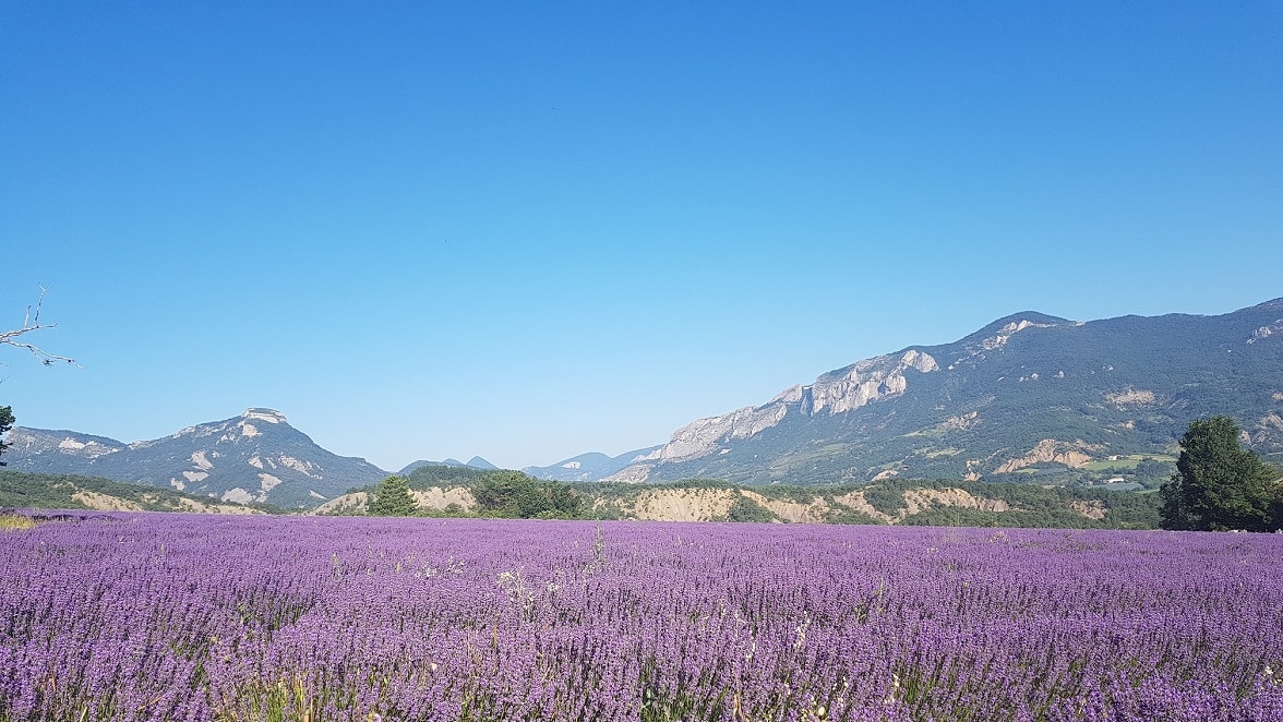 Champ de lavande, lavanderaie des Hautes Baronnies