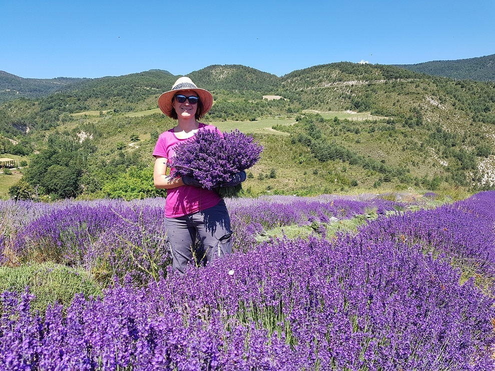 Bouquet lavande lavanderaie des hautes Baronnies