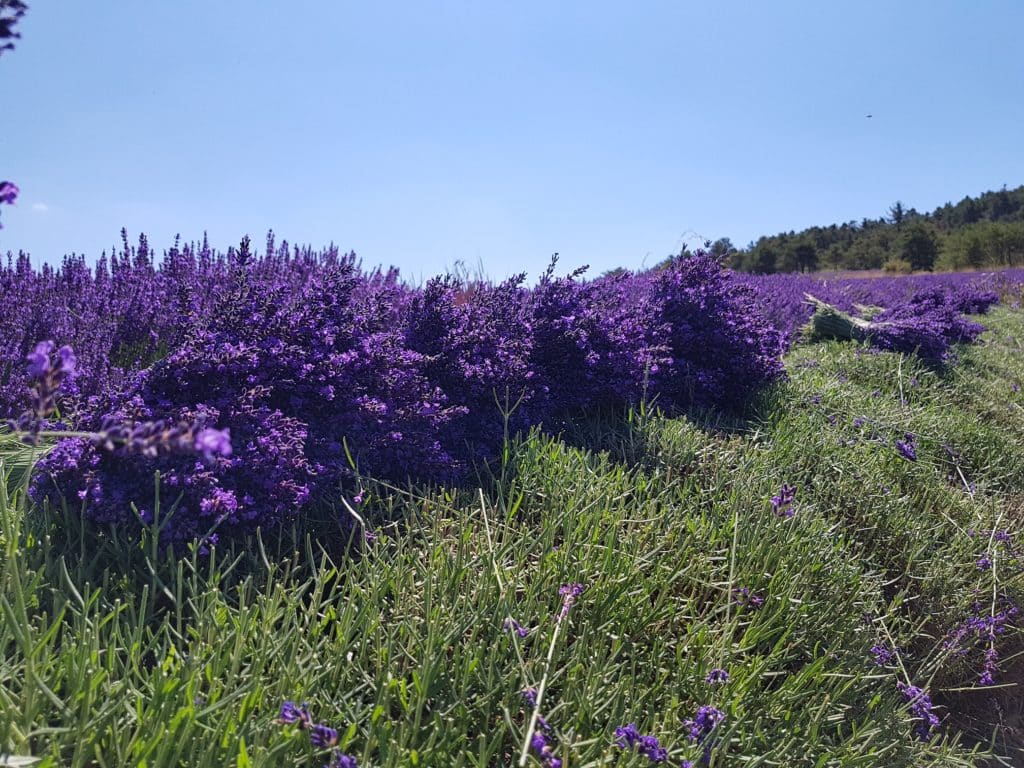 Bouquet de lavande des Baronnies Provençales