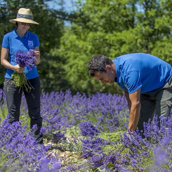 Direct producteur bouquet de lavande fine.