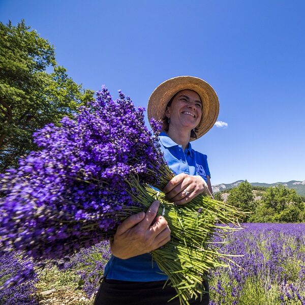 Récolte de bouquet de lavande fine extra-bleu