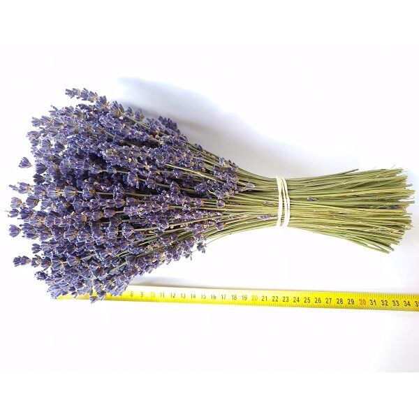 Bouquet lavande extra-bleue Lavanderaie