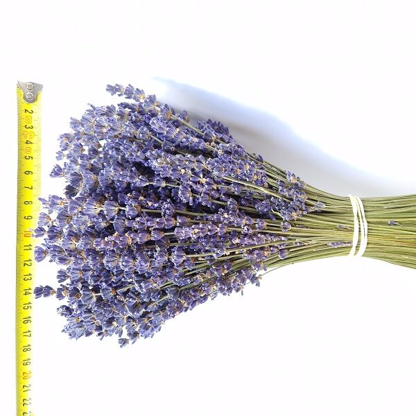 Bouquet lavande extra-bleue Lavanderaie