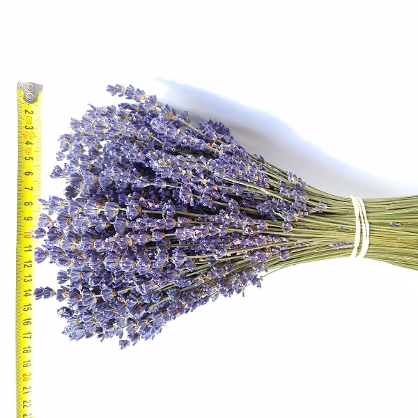 Bouquet lavande extra-bleue Lavanderaie