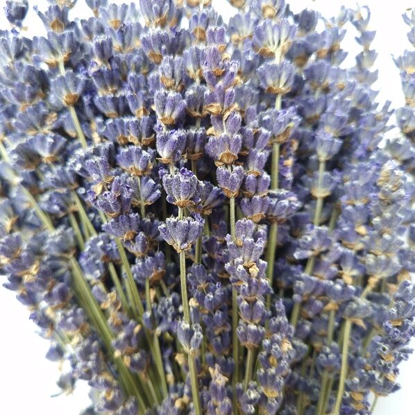 Bouquet lavande extra-bleue Lavanderaie
