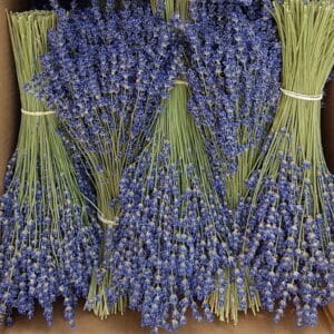 Bouquet lavande extra-bleue