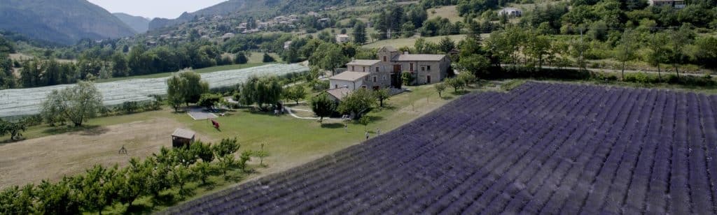 Champ de lavande Orpierre