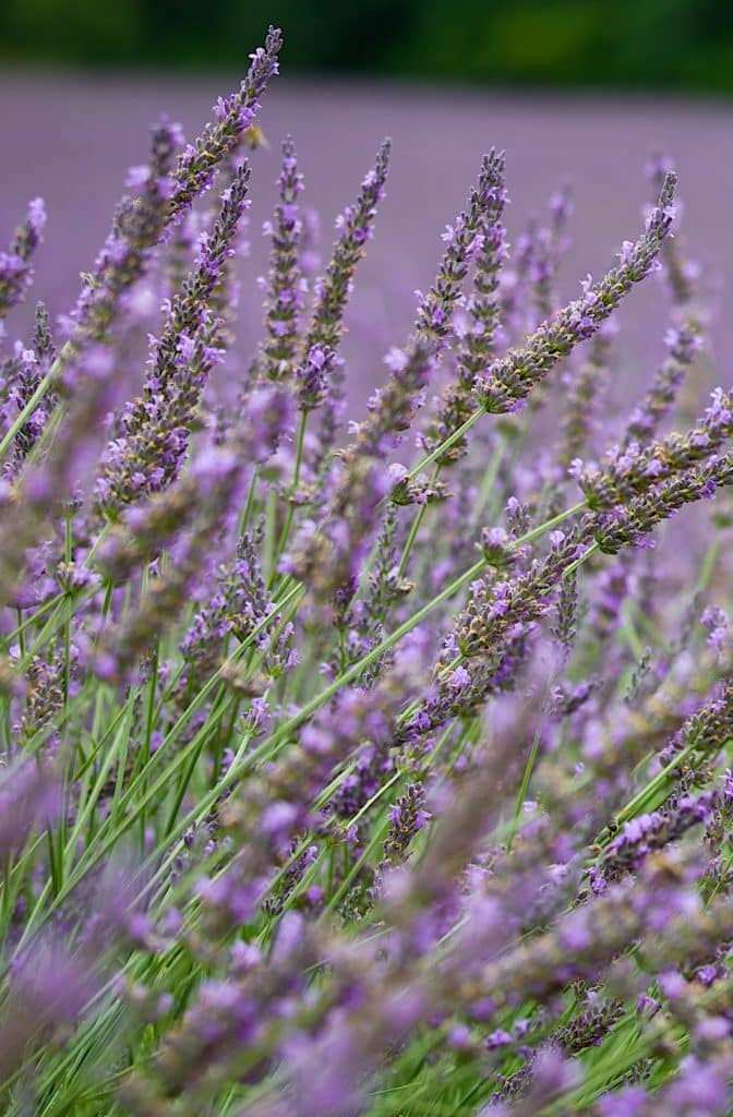 Lavandin en fleur Baronnies