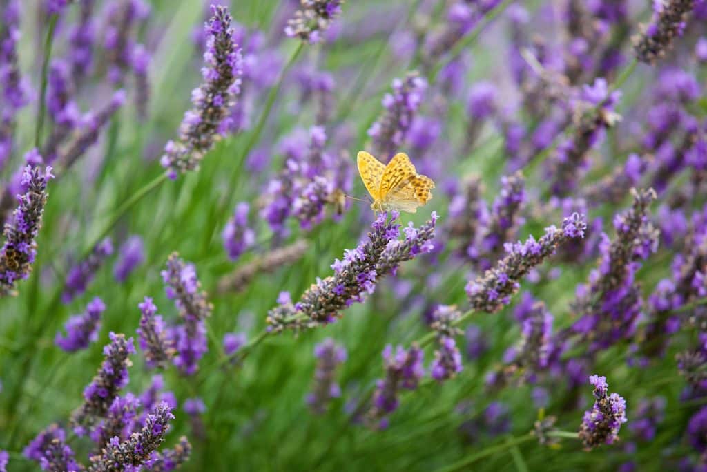 Lavandin en fleur Orpierre avec papillon