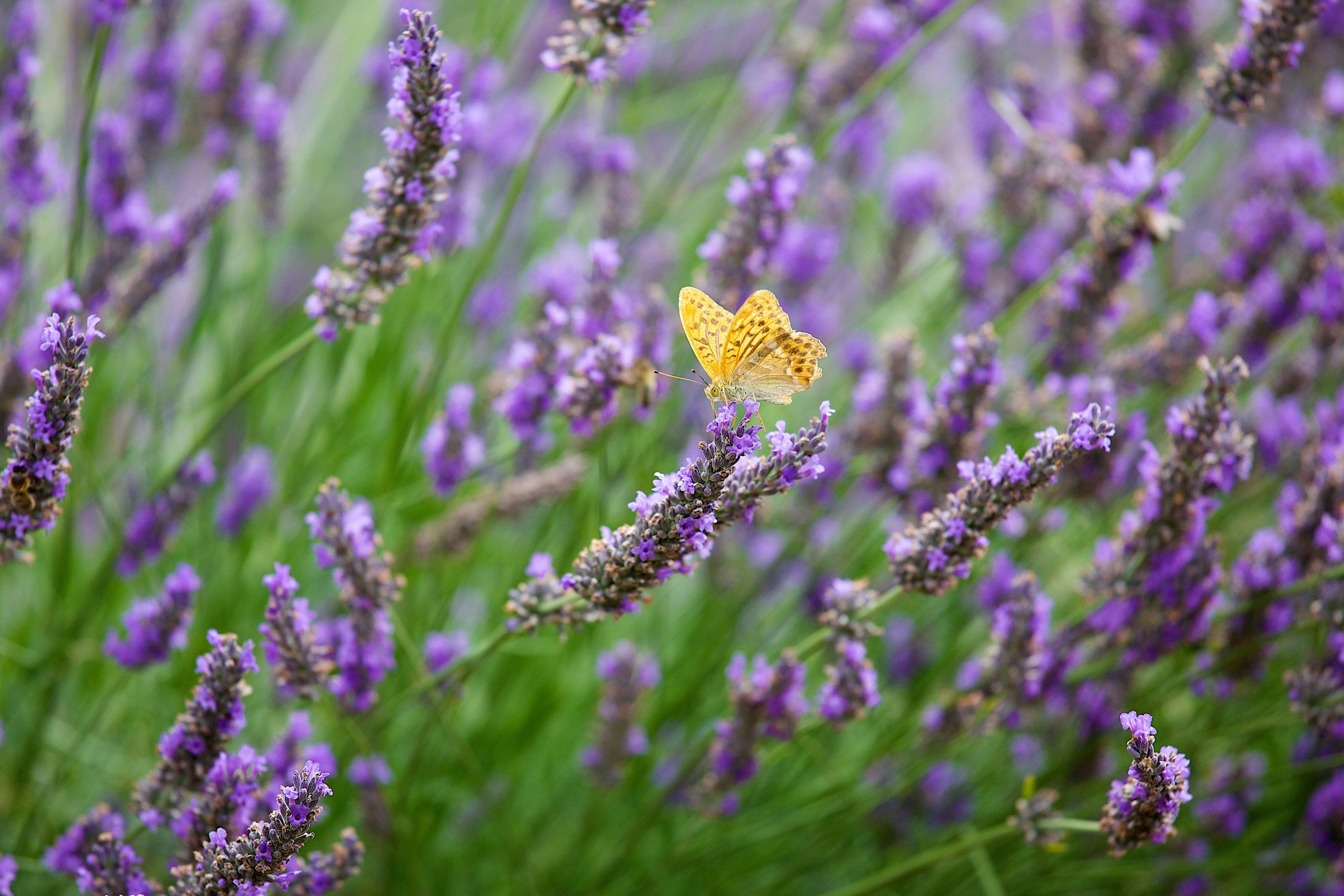 Lavandin en fleur Orpierre avec papillon