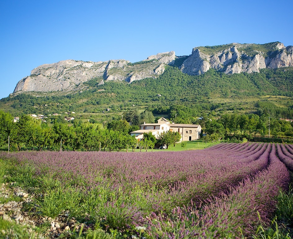 Champ de lavande Orpierre