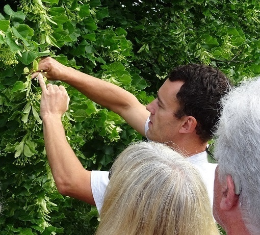 Visite lavande Baronnies