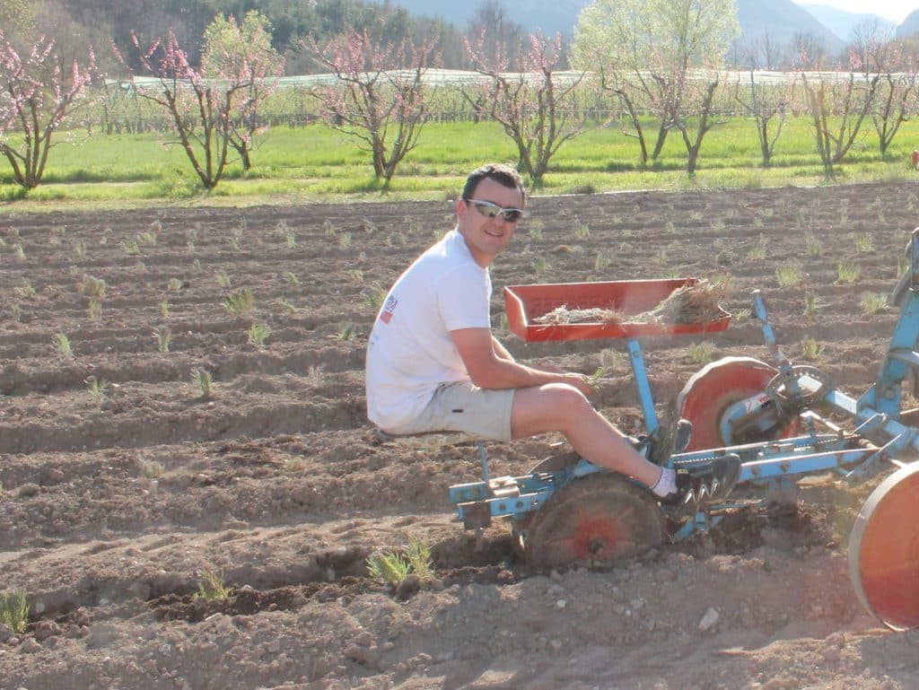 Plantation lavande Baronnies