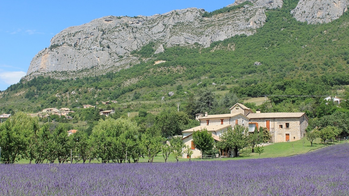 Champ de lavande Orpierre