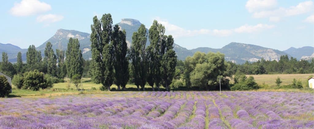 Champ de lavande Baronnies