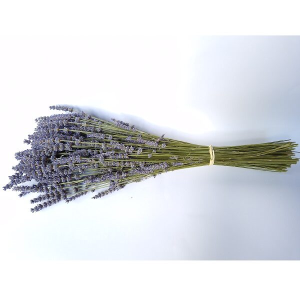 Bouquet lavandin extra bleu