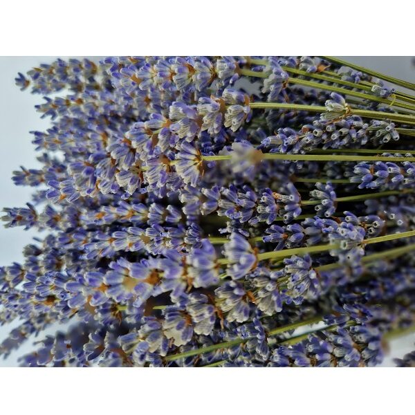 Bouquet lavandin extra bleu