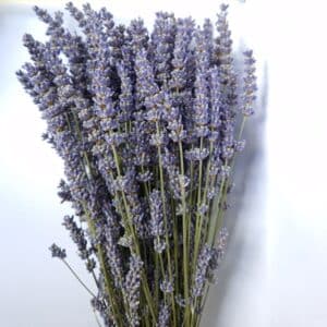 Bouquet lavandin extra bleu
