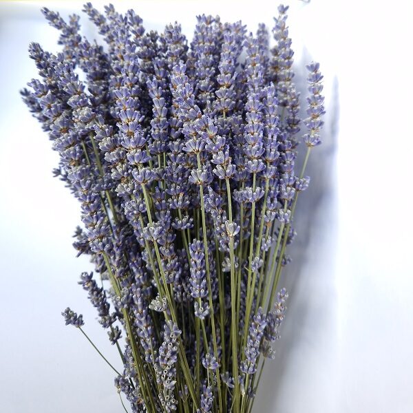 Bouquet lavandin extra bleu