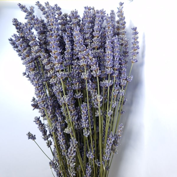 Bouquet lavandin extra bleu