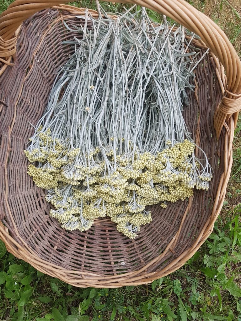 Bouquet d'immortelle