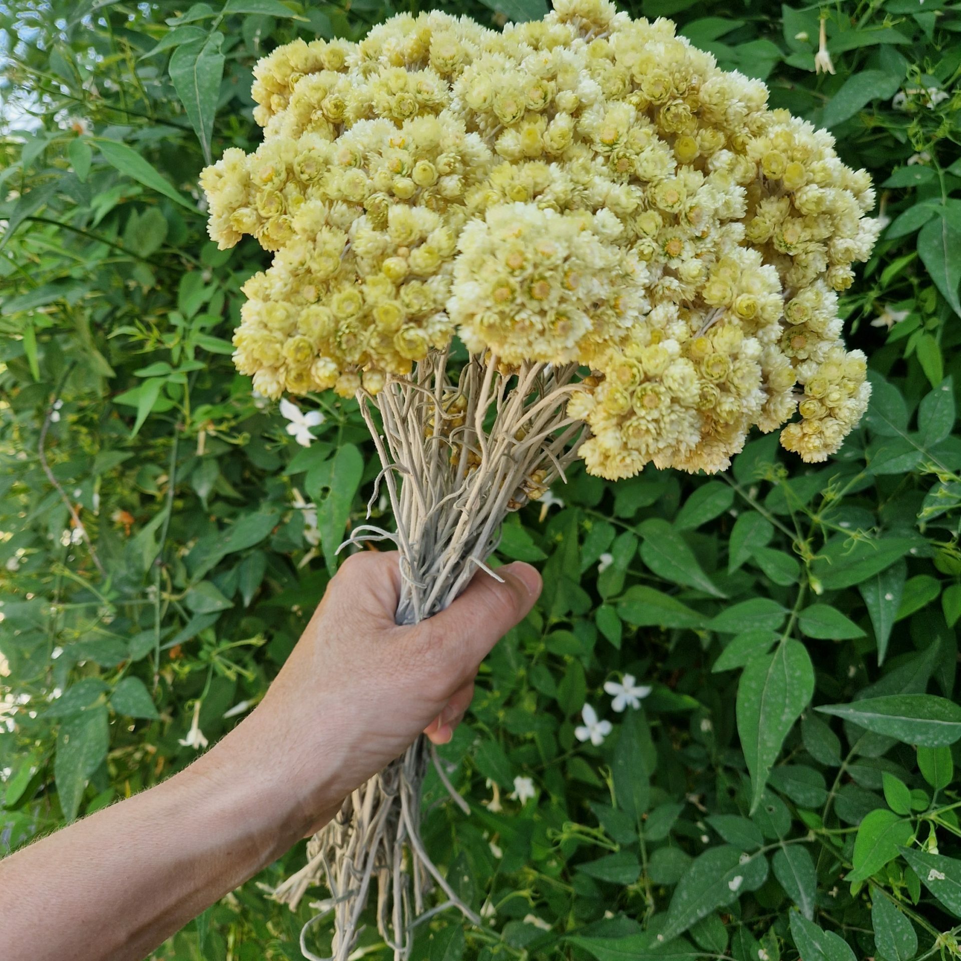 Bouquet immortelle 90g