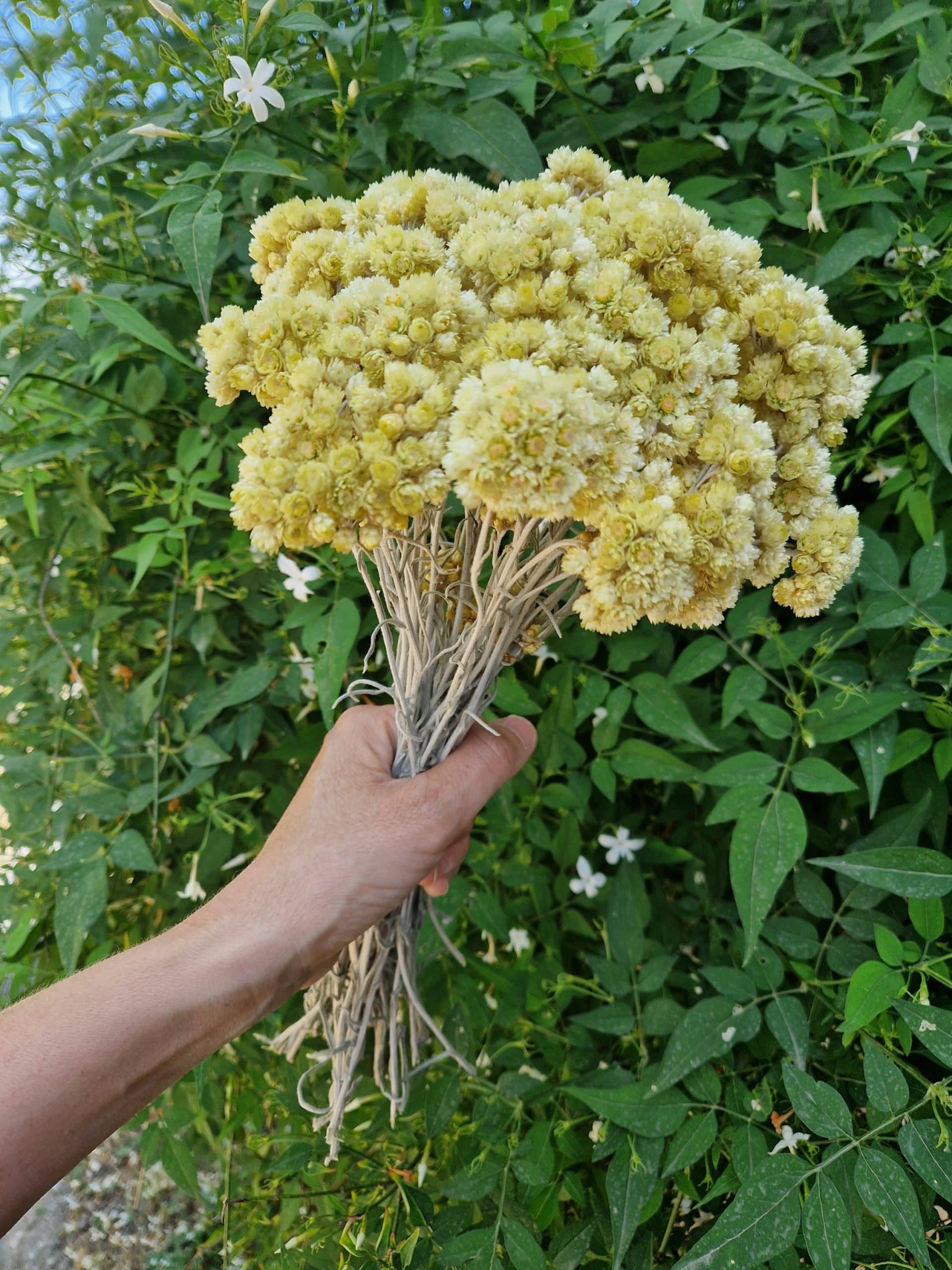 Bouquet immortelle 90g