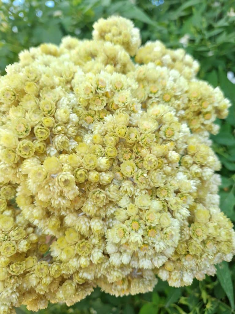 Bouquet d'immortelle