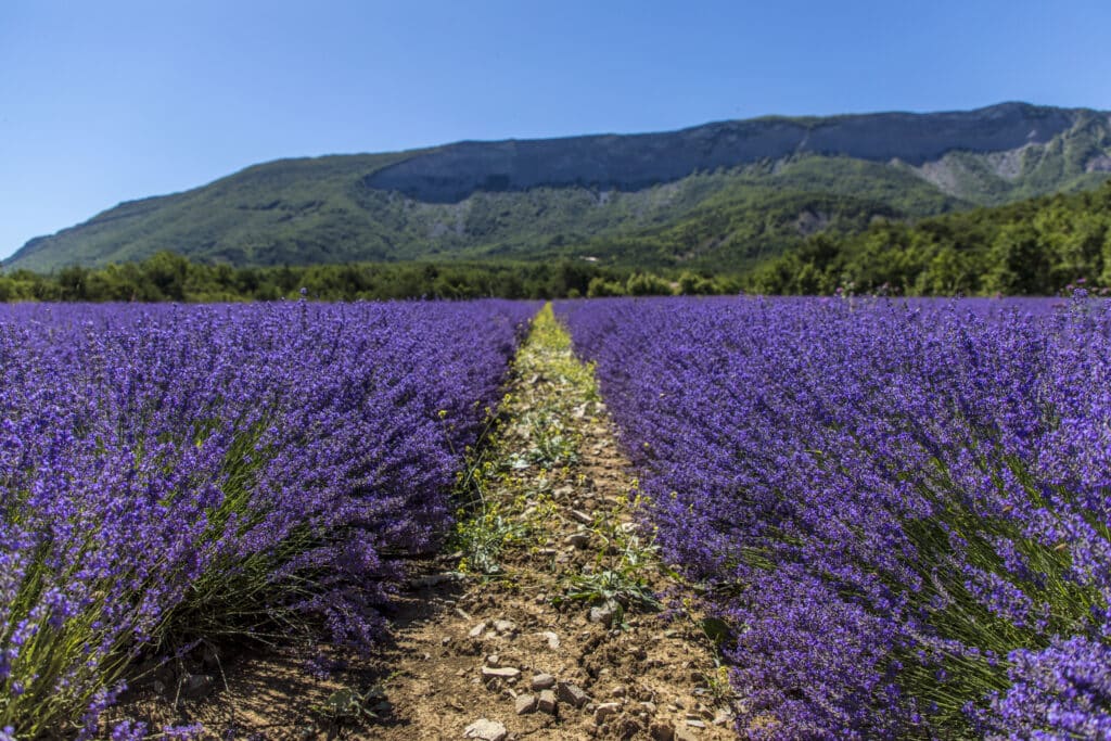 Champs Lavande exploitation Lavanderaie Hautes Baronnies